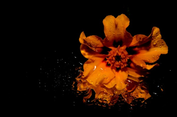 Orange Flower Illustration Orange Flower Illustration