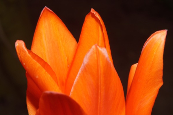 Orange Flower in Bloom Orange Flower in Bloom