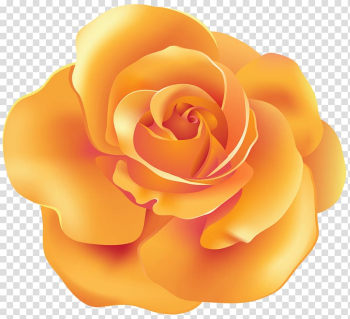 Orange flower , Orange Garden roses , Orange Rose transparent background PNG clipart Orange flower , Orange Garden roses , Orange Rose transparent background PNG clipart