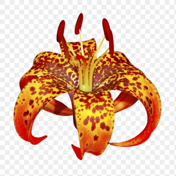 Orange flower png, turk's-cap lily | Free PNG - rawpixel Orange flower png, turk's-cap lily | Free PNG - rawpixel