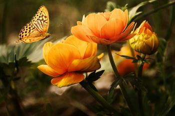Orange Flower With Butterfly Orange Flower With Butterfly