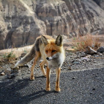 orange fox orange fox