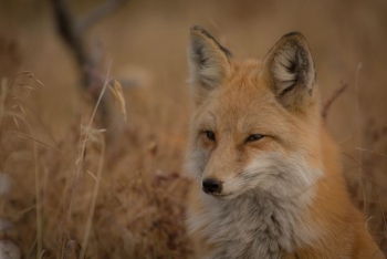 orange fox on grass field orange fox on grass field