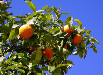 Orange Fruit Orange Fruit