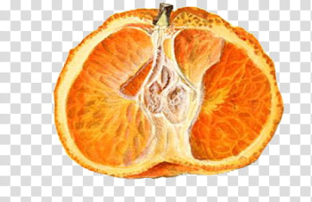 Orange fruit close-up transparent background PNG clipart