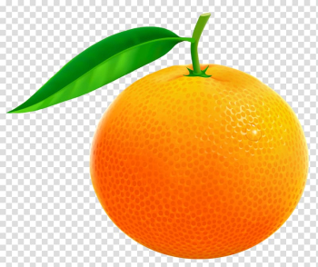 Orange fruit, Orange Grapefruit Pomelo , Orange transparent background PNG clipart Orange fruit, Orange Grapefruit Pomelo , Orange transparent background PNG clipart