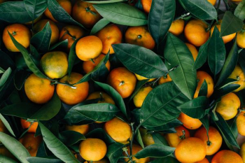orange fruits orange fruits