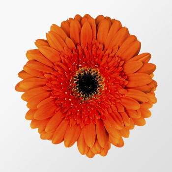 Orange gerbera daisy, flower clipart | Free PSD - rawpixel Orange gerbera daisy, flower clipart | Free PSD - rawpixel