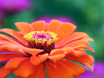 Orange Gerbera Flower Orange Gerbera Flower