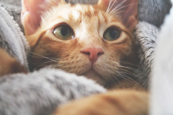 Orange Kitten Orange Kitten