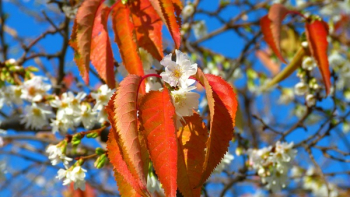 Orange Leaf Beside White Flower