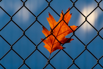 Orange Leaf on Chainlink Fence Orange Leaf on Chainlink Fence