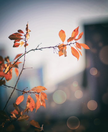 Orange Leaf Tree Orange Leaf Tree