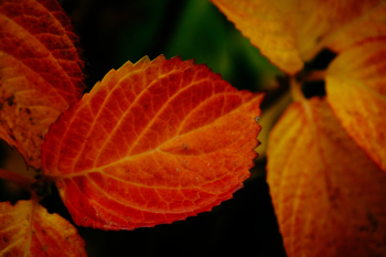 Orange Leaves Orange Leaves