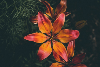 Orange Lily Orange Lily