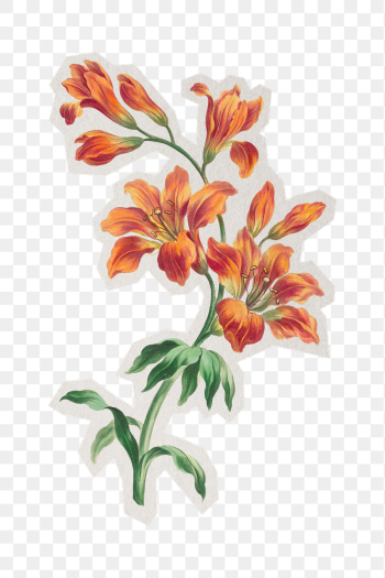 Orange lily png vintage sticker, | Free PNG - rawpixel