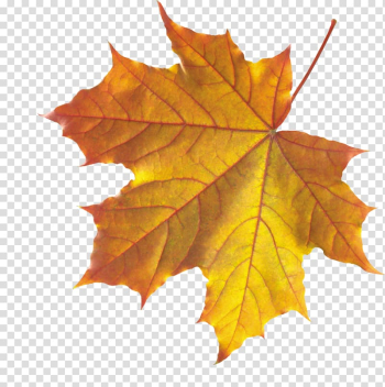 Orange maple leaf, Autumn leaf color Maple leaf, autumn leaf transparent background PNG clipart