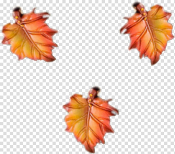 Orange Maple, orange transparent background PNG clipart Orange Maple, orange transparent background PNG clipart
