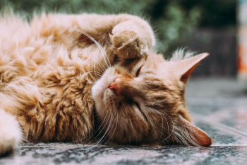 orange Persian cat sleeping orange Persian cat sleeping