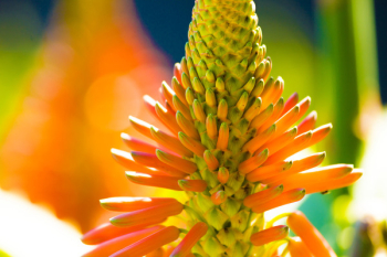 Orange Petaled Flower Macro Photography