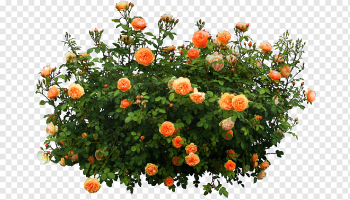 orange petaled flowers, Shrub Flower, Orange flower garden decoration pattern, flower Arranging, orange, landscape png