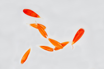 Orange petals Orange petals