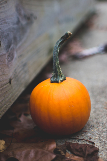 Orange Pumpkin Orange Pumpkin