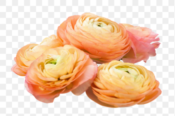 Orange ranunculus flowers png sticker, | Free PNG - rawpixel