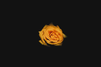 orange rose flower orange rose flower