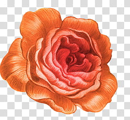 Orange rose flower drawing transparent background PNG clipart