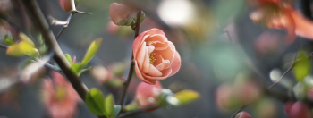 Orange rose. Free public domain | Free Photo - rawpixel