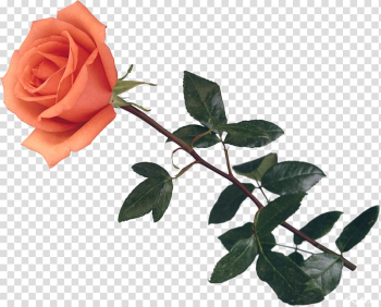 Orange rose illustration, Garden roses Centifolia roses Still Life: Pink Roses Flower, rose transparent background PNG clipart