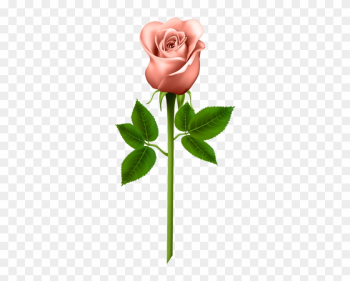 Orange Rose Transparent Png Image - Long Stem Roses Transparent Png