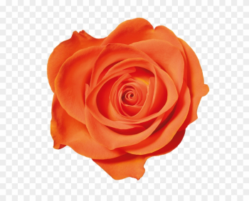 Orange Roses - Orange Rose Transparent Png Background Orange Roses - Orange Rose Transparent Png Background