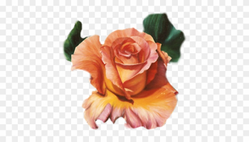 Orange Roses - Roses Red Orange Png Orange Roses - Roses Red Orange Png