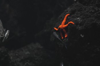 Orange Starfish Orange Starfish