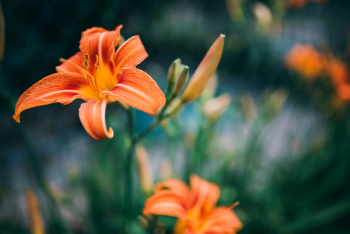 Orange Summer Flower Close-up Orange Summer Flower Close-up