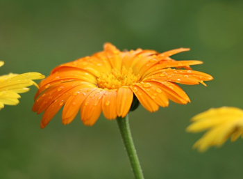 Orange Sunflower Orange Sunflower