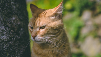 Orange Tabby Cat Orange Tabby Cat