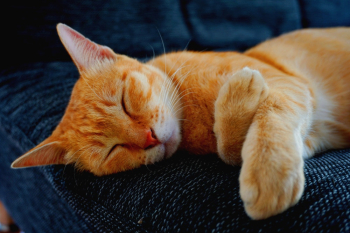 Orange Tabby Cat Orange Tabby Cat