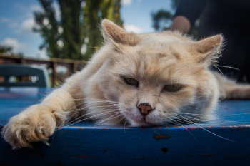Orange Tabby Cat Orange Tabby Cat