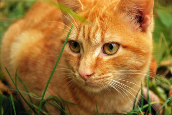 Orange Tabby Cat Orange Tabby Cat