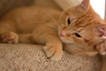 Orange Tabby Cat Orange Tabby Cat
