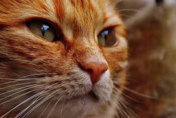 Orange Tabby Cat Orange Tabby Cat