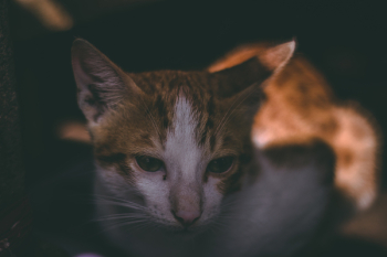 Orange Tabby Cat Orange Tabby Cat