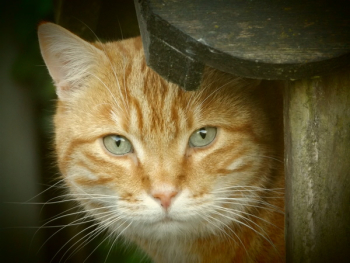 Orange Tabby Cat Orange Tabby Cat