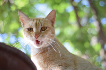 Orange Tabby Cat Orange Tabby Cat
