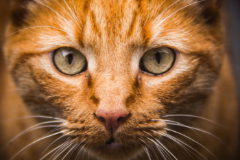 Orange Tabby Cat Orange Tabby Cat