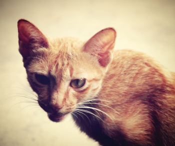 Orange Tabby Cat Orange Tabby Cat