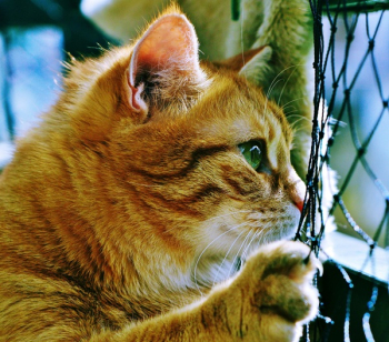 Orange Tabby Cat Orange Tabby Cat
